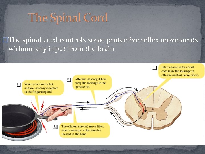 The Spinal Cord �The spinal cord controls some protective reflex movements without any input