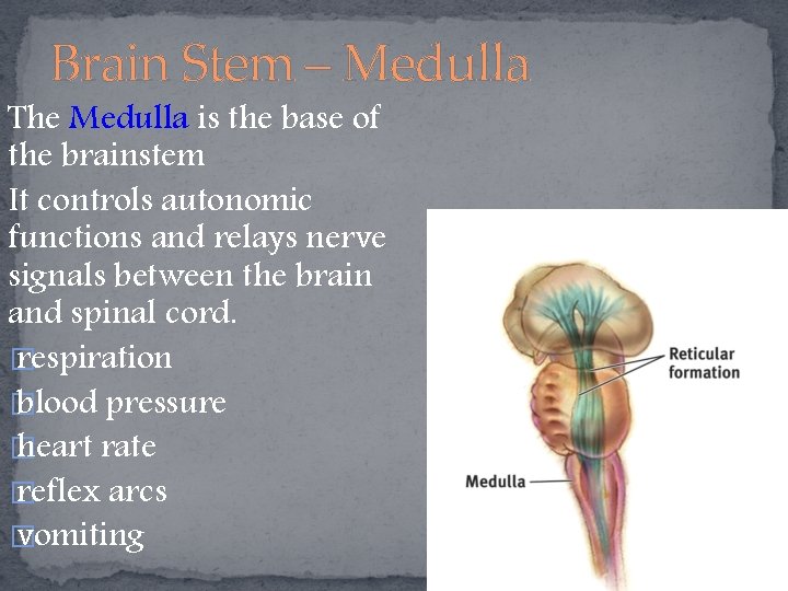 Brain Stem – Medulla The Medulla is the base of the brainstem It controls