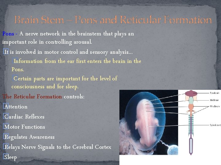 Brain Stem – Pons and Reticular Formation Pons - A nerve network in the