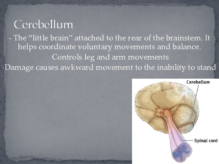 Cerebellum - The “little brain” attached to the rear of the brainstem. It helps