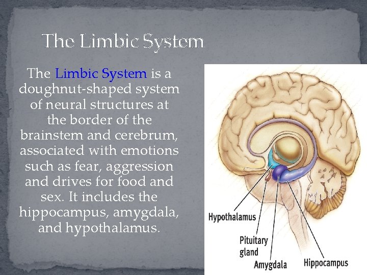 The Limbic System is a doughnut-shaped system of neural structures at the border of