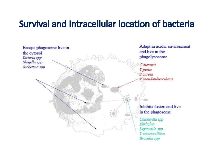 Survival and Intracellular location of bacteria 