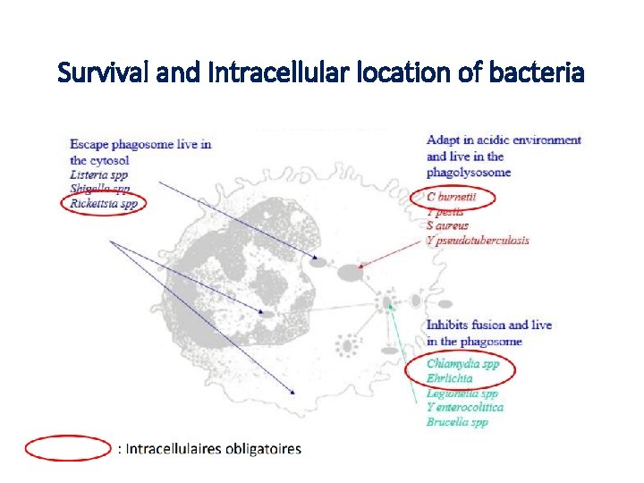 Survival and Intracellular location of bacteria 