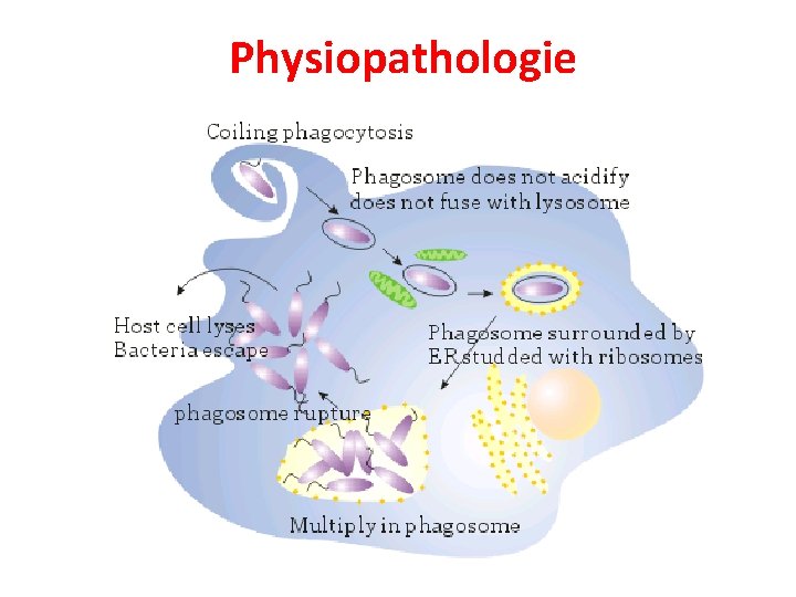 Physiopathologie 