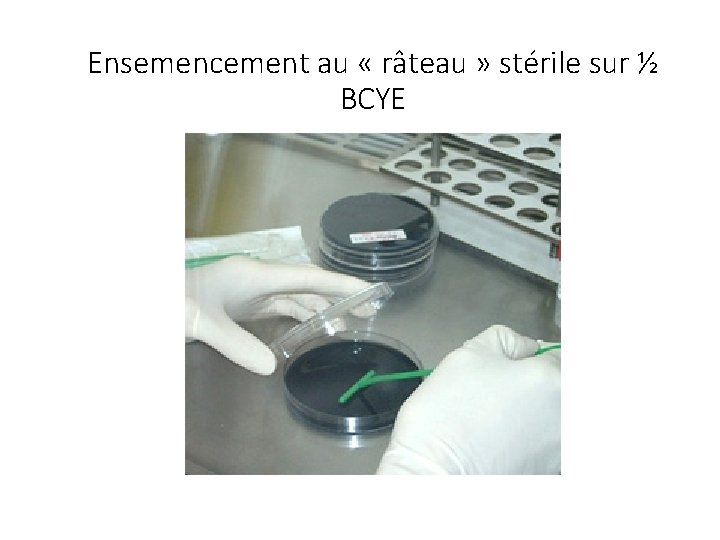 Ensemencement au « râteau » stérile sur ½ BCYE Prélèvements 