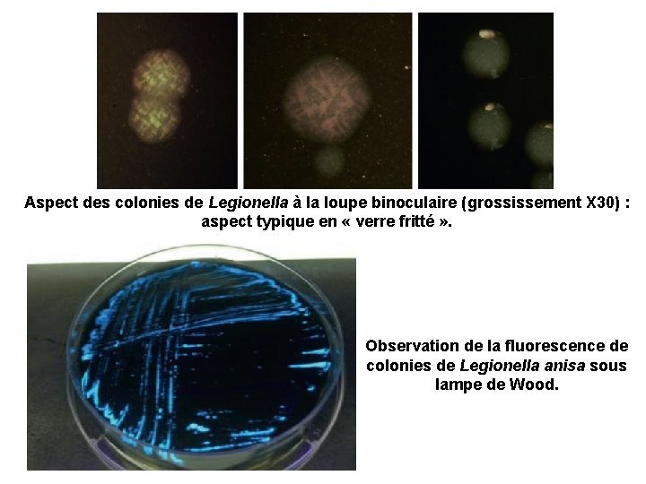 Aspect des colonies de Legionella à la loupe binoculaire (grossissement X 30) : aspect