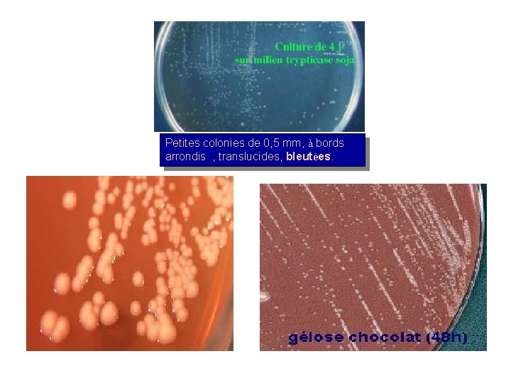 Petites colonies de 0, 5 mm, à bords arrondis , translucides, bleutées. 