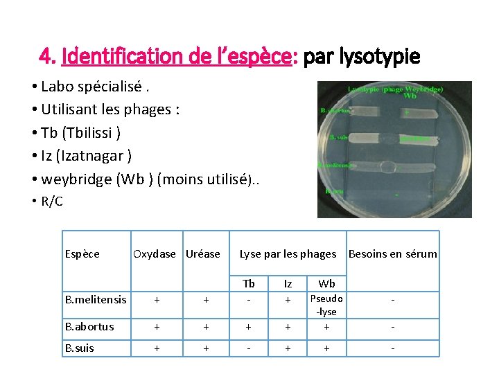 4. Identification de l’espèce: par lysotypie • Labo spécialisé. • Utilisant les phages :