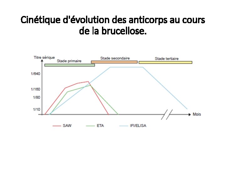 Cinétique d'évolution des anticorps au cours de la brucellose. 