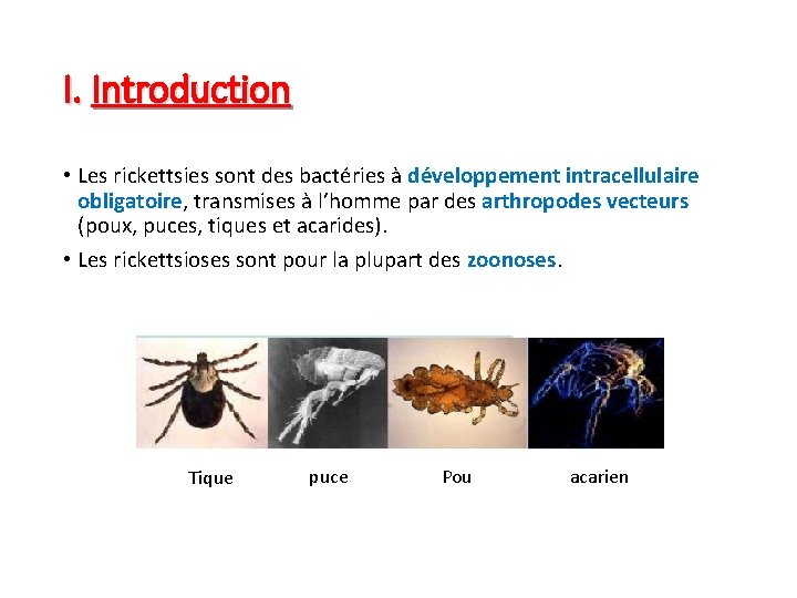 I. Introduction • Les rickettsies sont des bactéries à développement intracellulaire obligatoire, transmises à