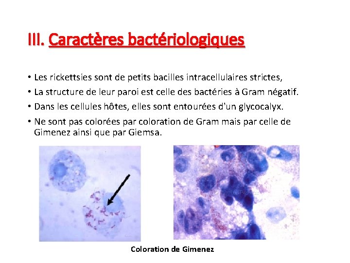 III. Caractères bactériologiques • Les rickettsies sont de petits bacilles intracellulaires strictes, • La