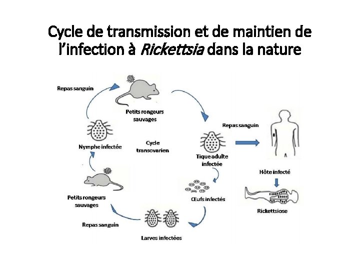 Cycle de transmission et de maintien de l’infection à Rickettsia dans la nature 