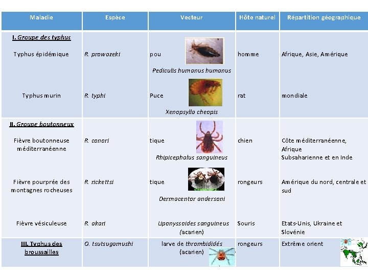 Maladie Espèce Vecteur Hôte naturel Répartition géographique I. Groupe des typhus Typhus épidémique R.