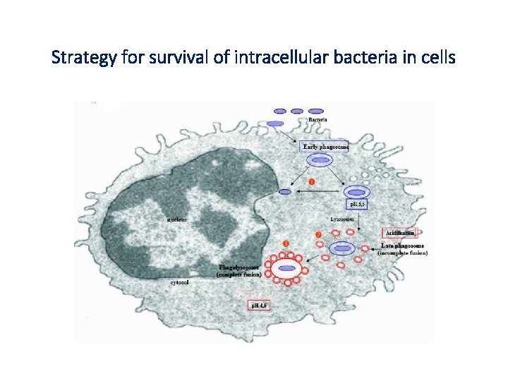 Strategy for survival of intracellular bacteria in cells 