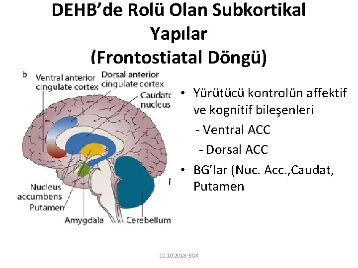 DEHB’de Rolü Olan Subkortikal Yapılar (Frontostiatal Döngü) • Yürütücü kontrolün affektif ve kognitif bileşenleri