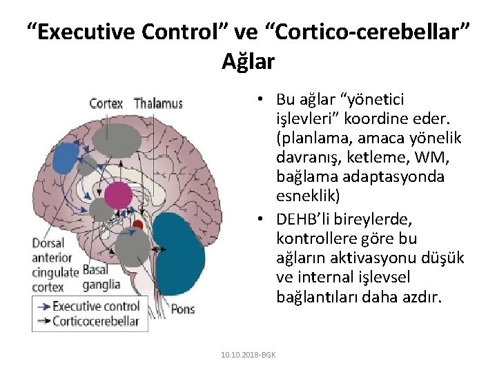 “Executive Control” ve “Cortico-cerebellar” Ağlar • Bu ağlar “yönetici işlevleri” koordine eder. (planlama, amaca