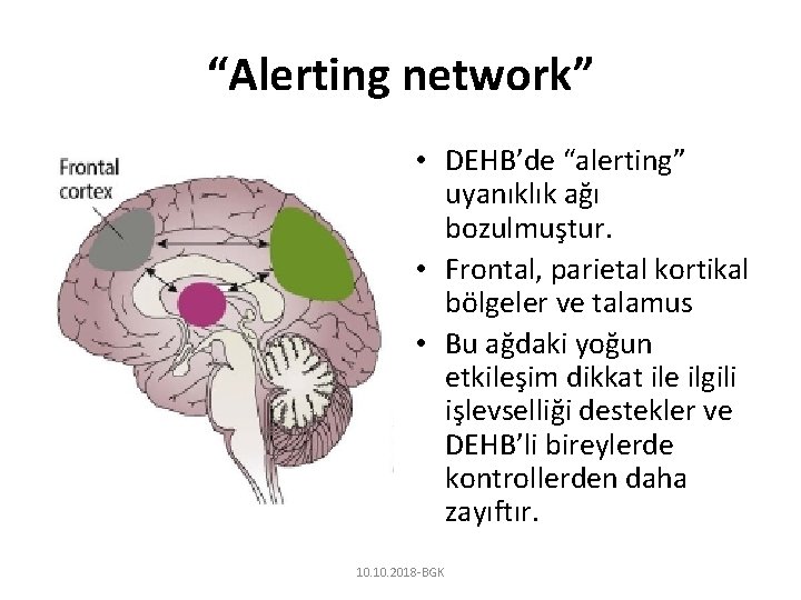 “Alerting network” • DEHB’de “alerting” uyanıklık ağı bozulmuştur. • Frontal, parietal kortikal bölgeler ve