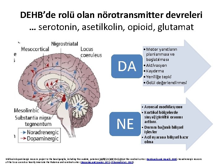 DEHB’de rolü olan nörotransmitter devreleri … serotonin, asetilkolin, opioid, glutamat DA NE • Motor