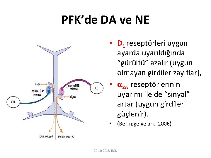 PFK’de DA ve NE • D 1 reseptörleri uygun ayarda uyarıldığında “gürültü” azalır (uygun