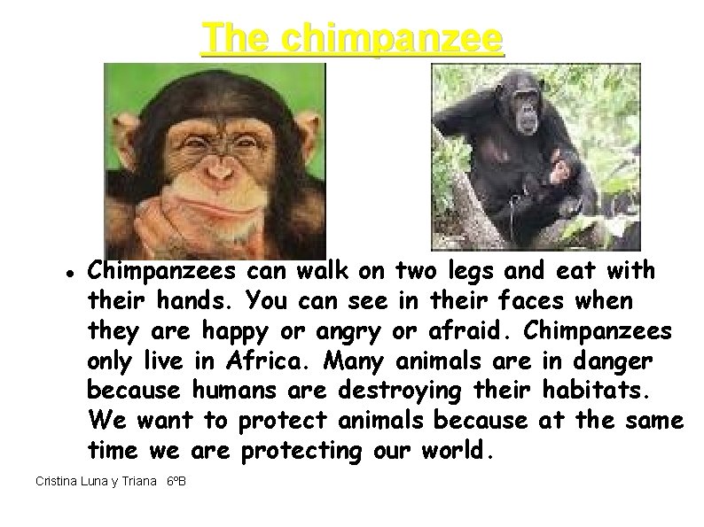 The chimpanzee Chimpanzees can walk on two legs and eat with their hands. You