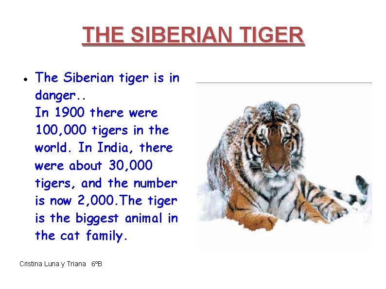 THE SIBERIAN TIGER The Siberian tiger is in danger. . In 1900 there were