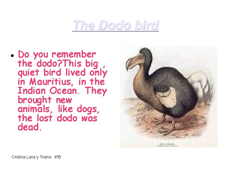The Dodo bird Do you remember the dodo? This big , quiet bird lived