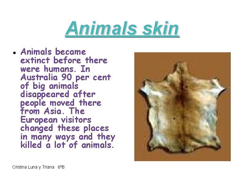 Animals skin Animals became extinct before there were humans. In Australia 90 per cent