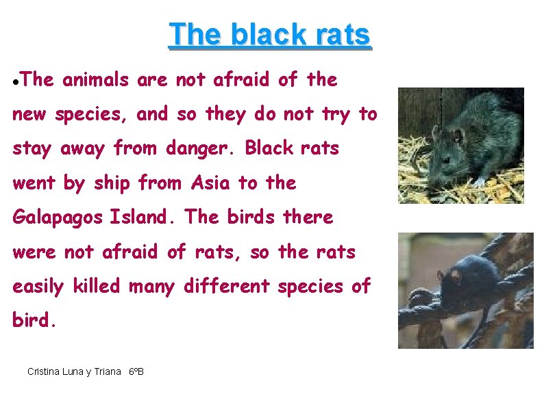 The black rats The animals are not afraid of the new species, and so