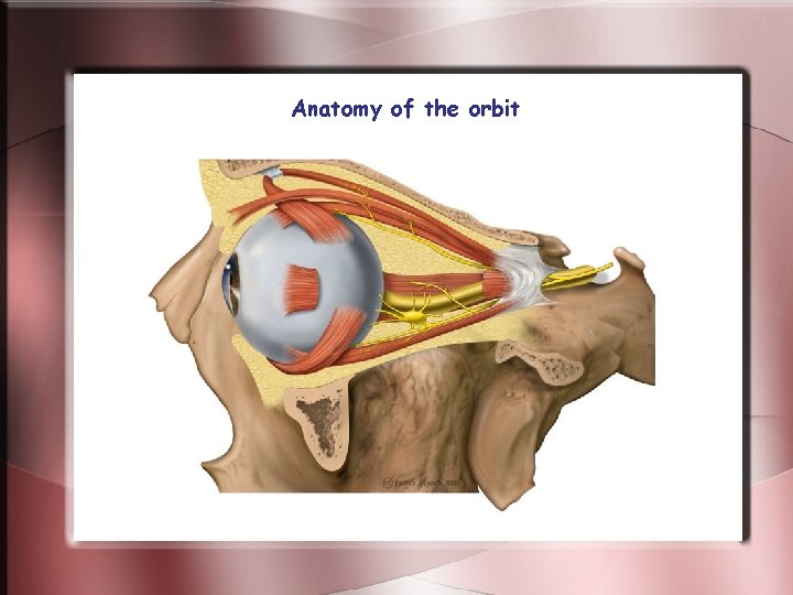 Anatomy of the orbit Anatomy of the orbit
