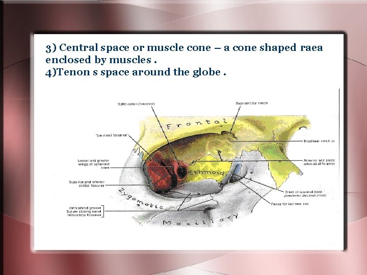 3) Central space or muscle cone – a cone shaped raea enclosed by muscles. 3) Central space or muscle cone – a cone shaped raea enclosed by muscles.
