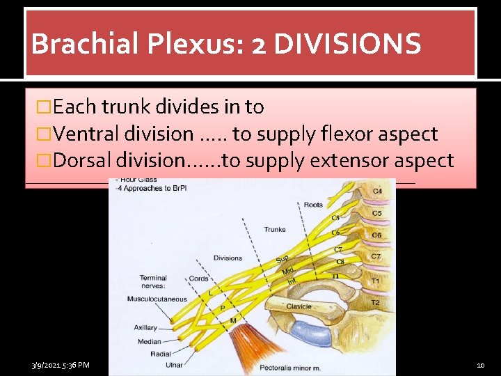 Brachial Plexus: 2 DIVISIONS �Each trunk divides in to �Ventral division. . . to