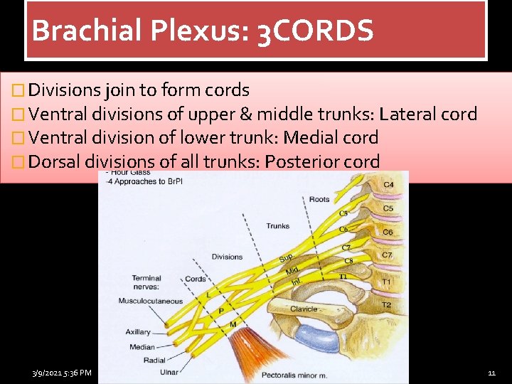 Brachial Plexus: 3 CORDS � Divisions join to form cords � Ventral divisions of