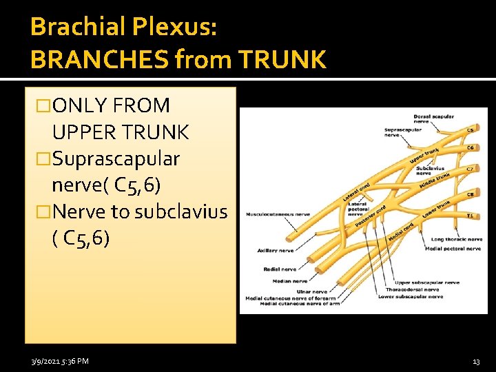 Brachial Plexus: BRANCHES from TRUNK �ONLY FROM UPPER TRUNK �Suprascapular nerve( C 5, 6)