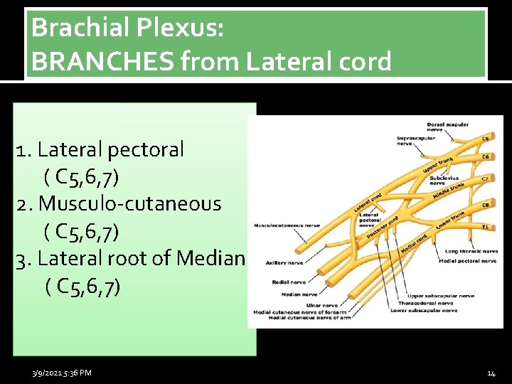 Brachial Plexus: BRANCHES from Lateral cord 1. Lateral pectoral ( C 5, 6, 7)