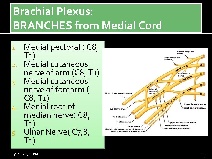 Brachial Plexus: BRANCHES from Medial Cord 1. 2. 3. 4. 5. Medial pectoral (