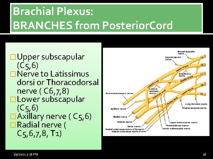 Brachial Plexus: BRANCHES from Posterior. Cord �Upper subscapular (C 5, 6) �Nerve to Latissimus