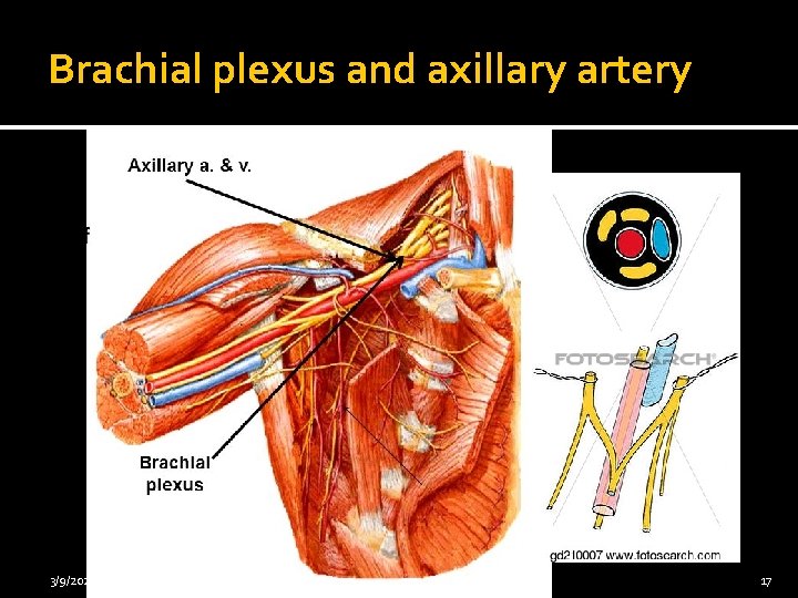 Brachial plexus and axillary artery 3/9/2021 5: 36 PM 17 