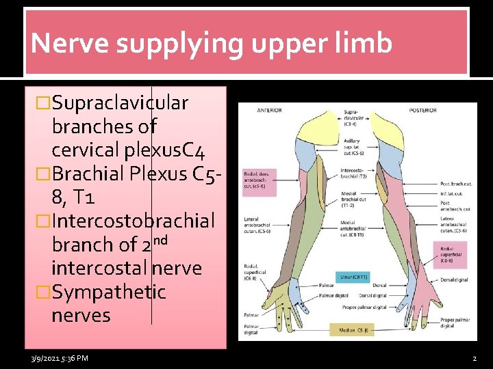 Nerve supplying upper limb �Supraclavicular branches of cervical plexus. C 4 �Brachial Plexus C