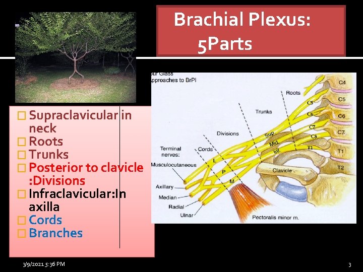 Brachial Plexus: 5 Parts � Supraclavicular in neck � Roots � Trunks � Posterior