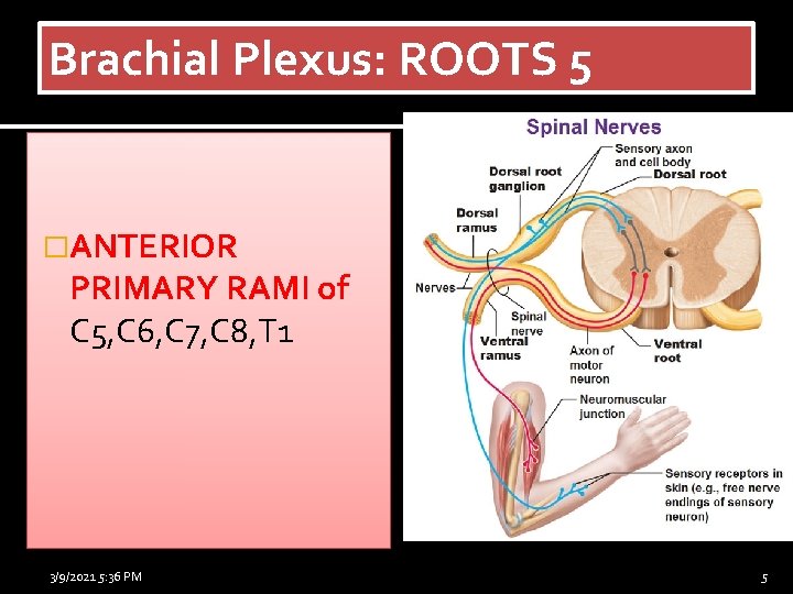 Brachial Plexus: ROOTS 5 �ANTERIOR PRIMARY RAMI of C 5, C 6, C 7,