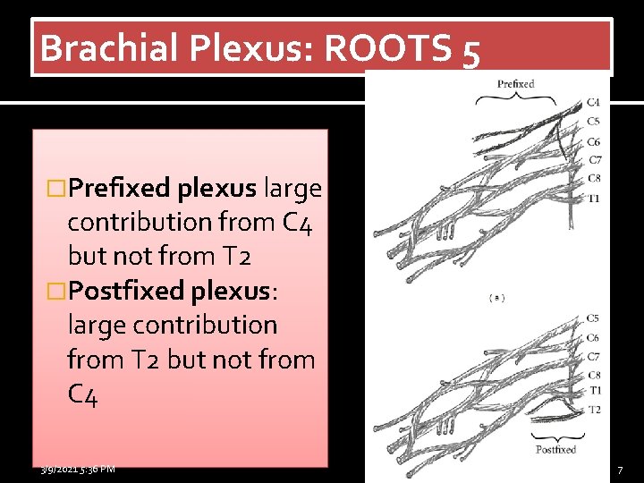 Brachial Plexus: ROOTS 5 �Prefixed plexus large contribution from C 4 but not from