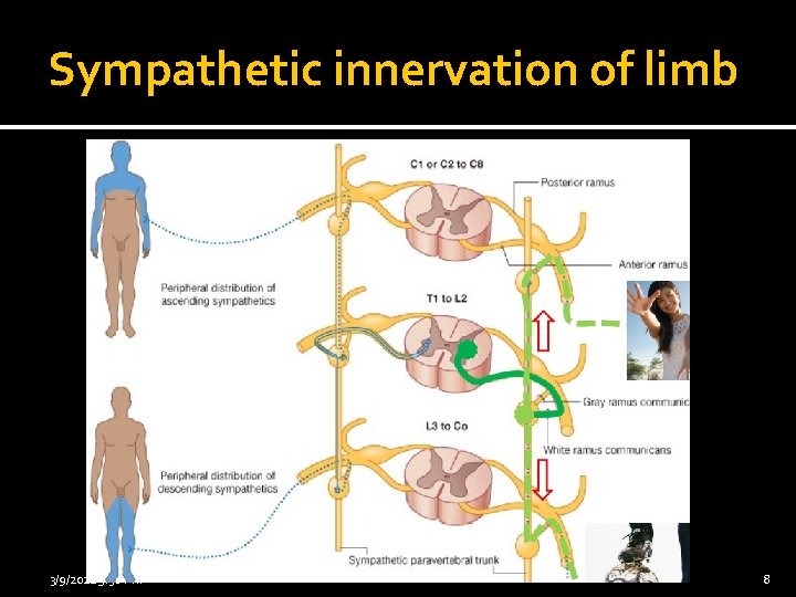 Sympathetic innervation of limb 3/9/2021 5: 36 PM 8 