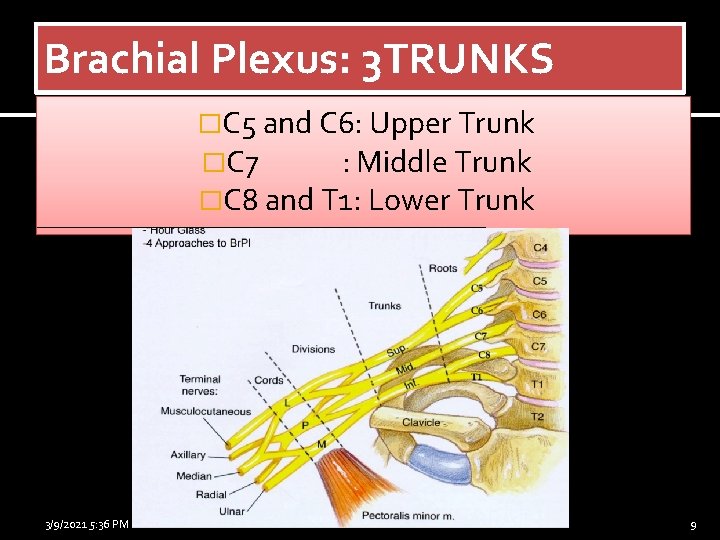 Brachial Plexus: 3 TRUNKS �C 5 and C 6: Upper Trunk �C 7 :