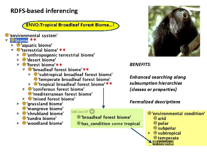RDFS-based inferencing ENVO: Tropical Broadleaf Forest Biome…! ** ** ** BENEFITS: ** ** Enhanced