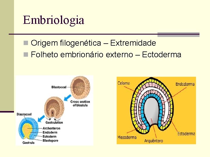 Embriologia n Origem filogenética – Extremidade n Folheto embrionário externo – Ectoderma 