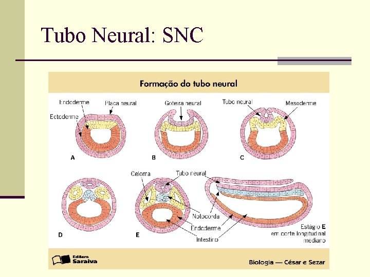 Tubo Neural: SNC 