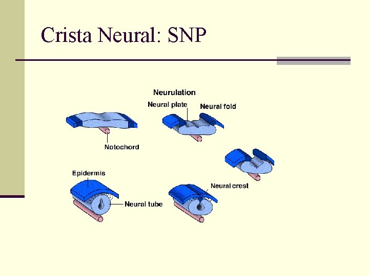 Crista Neural: SNP 