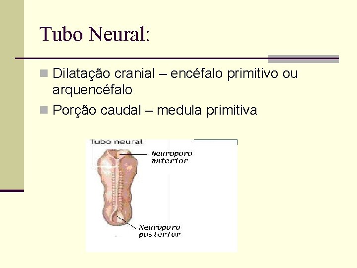 Tubo Neural: n Dilatação cranial – encéfalo primitivo ou arquencéfalo n Porção caudal –