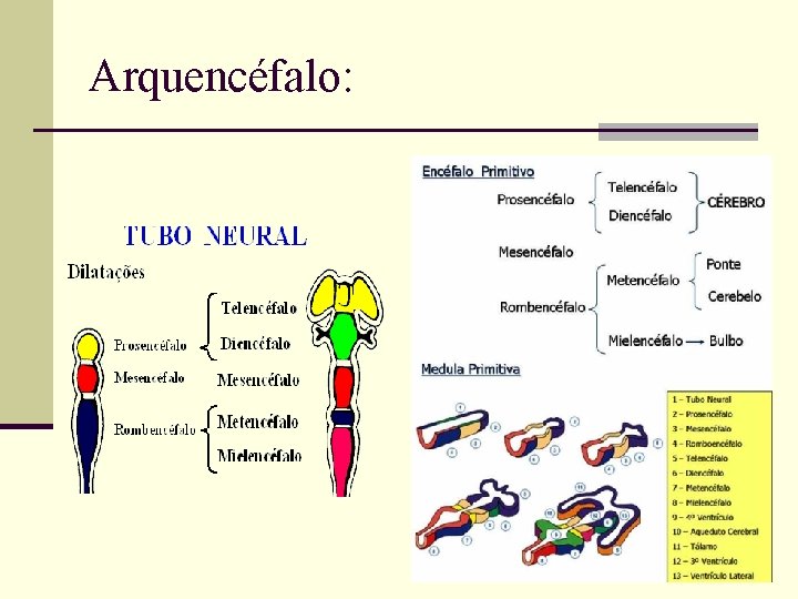 Arquencéfalo: 