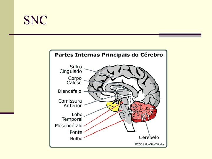 SNC 
